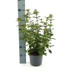 Viburnum tin. 'Eve Price'
