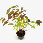 Viburnum plic. 'Shasta'