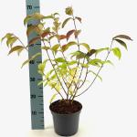 Viburnum plic. 'Shasta'