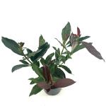 Viburnum odoratissimum Coppertop