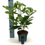 Viburnum davidii