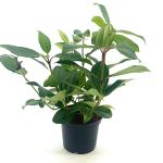 Viburnum davidii