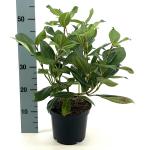 Viburnum davidii