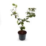 Viburnum carlesii