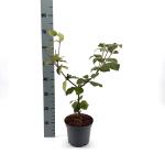 Viburnum carlesii