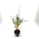Tamarix 'Hulsdonk White'