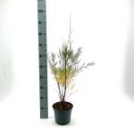 Tamarix 'Hulsdonk White'