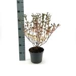 Syringa 'Red Pixie'