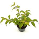 Stachyurus praecox