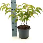 Stachyurus praecox