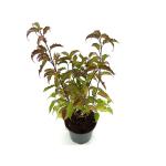 Stachyurus chin. 'Celina'