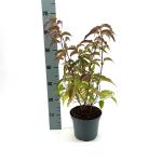 Stachyurus chin. 'Celina'