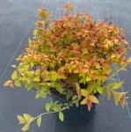 Spiraea jap. Magic Carpet