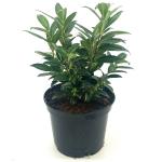 Sarcococca hookeriana humilis