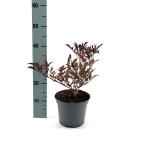 Sambucus nigra Black Beauty