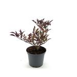 Sambucus nigra Black Beauty