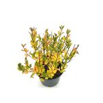 Salix hastata 'Wehrhahnii'