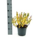 Salix hastata 'Wehrhahnii'