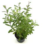 Salix gracilistyla 'Mt. Aso'