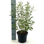 Salix gracilistyla 'Mt. Aso'