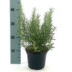 Rosmarinus officinalis