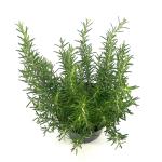 Rosmarinus officinalis