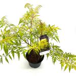 Rhus typhina Tiger Eyes