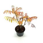 Rhus typhina 'Dissecta'