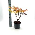 Rhus typhina 'Dissecta'