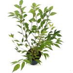 Prunus incisa 'Paean'