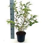 Prunus incisa 'Paean'