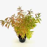 Prunus glandulosa 'Alba Plena'