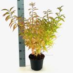 Prunus glandulosa 'Alba Plena'