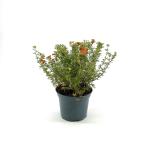 Potentilla f. 'Red Joker'