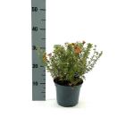 Potentilla f. 'Red Joker'
