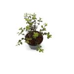 Pittosporum t. Dark Diva