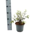 Pittosporum t. Dark Diva