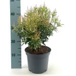 Pieris jap. Polar Passion