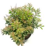 Pieris jap. Polar Passion