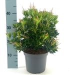 Pieris jap. 'Debutante'