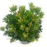 Pieris jap. 'Debutante'