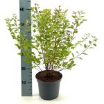 Physocarpus op. Raspberry Lemonade