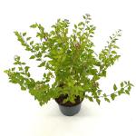 Physocarpus op. Raspberry Lemonade