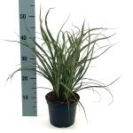 Phormium 'Tom Thumb'