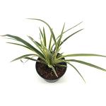 Phormium 'Jester'