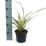 Phormium 'Jester'