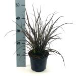 Phormium 'Jack Spratt'