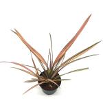 Phormium 'Flamingo'