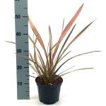 Phormium 'Flamingo'
