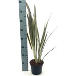 Phormium tenax Brown Sugar